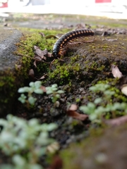 Asiomorpha