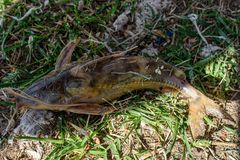 Rhinodoras dorbignyi