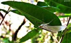 Palpita flegia