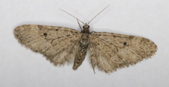 Eupithecia annulata