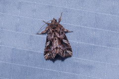 Callopistria exotica