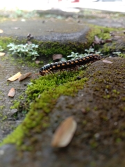 Asiomorpha