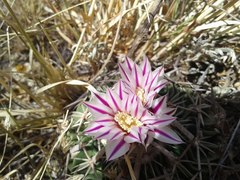 Echinofossulocactus dichroacanthus