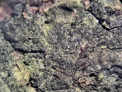 Pseudosagedia isidiata