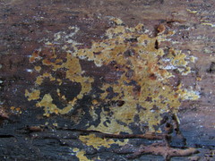 Botryobasidium simile