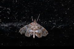 Paracymoriza vagalis