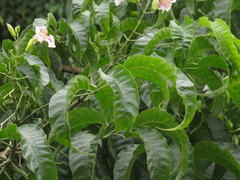 Angiospermae