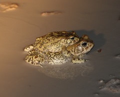 Sclerophrys poweri