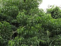 Angiospermae