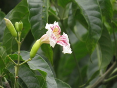 Angiospermae