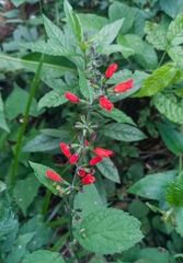 Salvia melissiflora