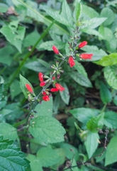 Salvia melissiflora