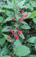Salvia melissiflora