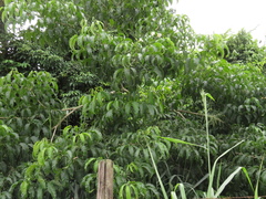 Angiospermae