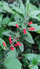 Salvia melissiflora