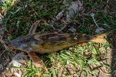 Rhinodoras dorbignyi