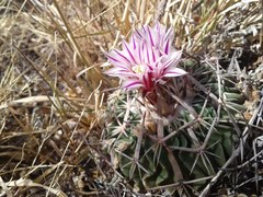 Echinofossulocactus dichroacanthus