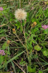 Noticastrum calvatum