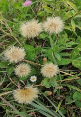 Noticastrum calvatum