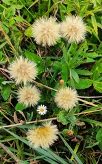 Noticastrum calvatum