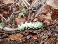 Automeris cecrops pamina