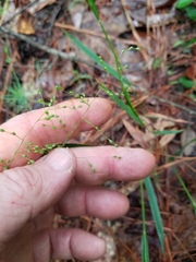 Dichanthelium neuranthum