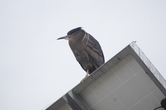 Nycticorax nycticorax obscurus