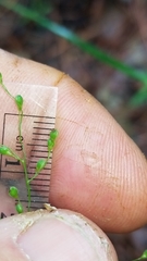 Dichanthelium neuranthum