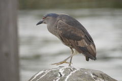 Nycticorax nycticorax obscurus