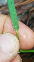 Dichanthelium neuranthum