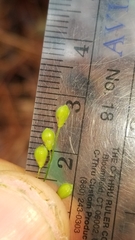 Dichanthelium ravenelii