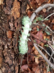 Automeris cecrops pamina