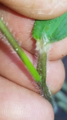 Dichanthelium ravenelii