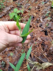 Dichanthelium ravenelii