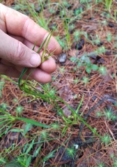 Rhynchospora harveyi