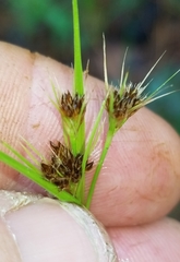 Rhynchospora harveyi