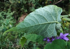 Solanum corymbiflorum