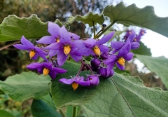 Solanum corymbiflorum