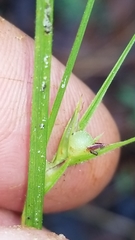 Scleria ciliata