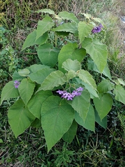 Solanum corymbiflorum