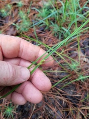 Scleria ciliata
