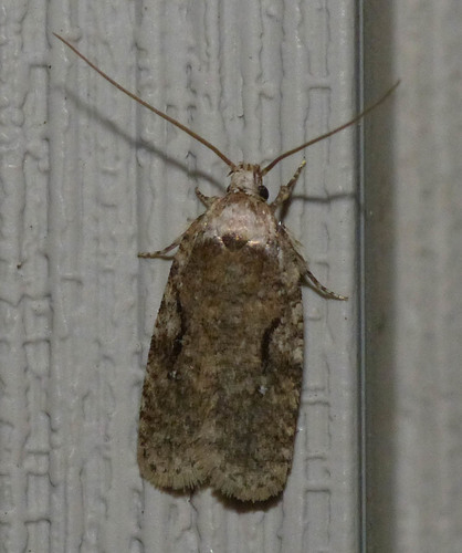 Curved-lined Agonopterix Moth photo 5