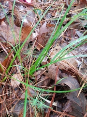 Carex floridana