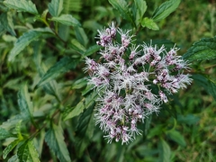Chromolaena laevigata