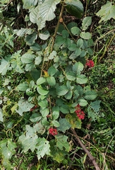 Rubus sellowii