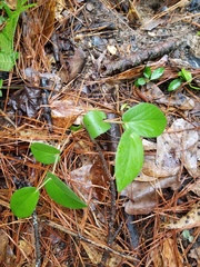 Aristolochia reticulata