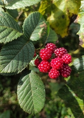 Rubus sellowii