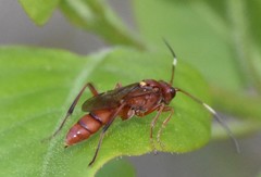 Hoplismenus rutilus