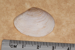 Macomona deltoidalis