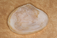 Macomona deltoidalis